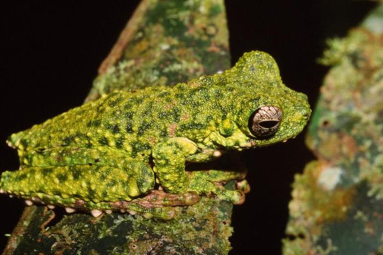 Phát hiện nhiều loài ếch cây mới độc đáo tại Papua New Guinea