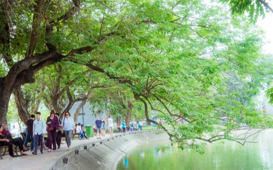Hà Nội sẽ chặt hạ 3 cây sưa bị chết bên hồ Hoàn Kiếm