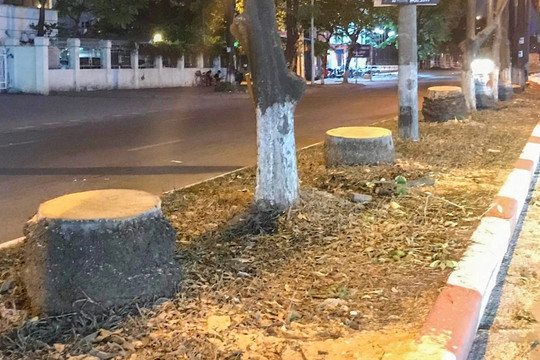 Hà Nội: Loạt cây cau vua cổ thụ trên đường Kim Đồng bị đốn hạ trong đêm