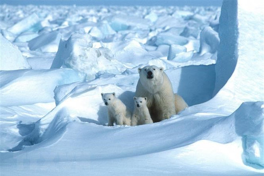 Băng biển Bắc Cực giảm có liên quan đến hiện tượng thời tiết cực lạnh