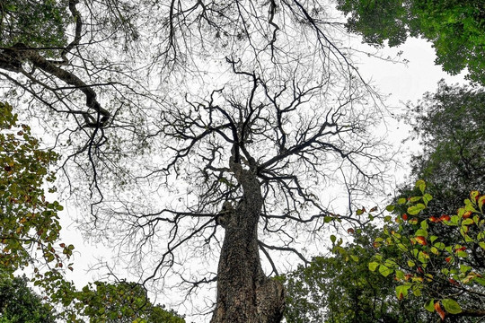 Cây muồng ngủ hơn 100 tuổi ở công viên Bách Thảo chết khô