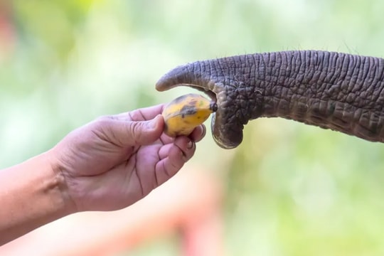 Voi bóc vỏ chuối "nhoay nhoáy" dù không được dạy