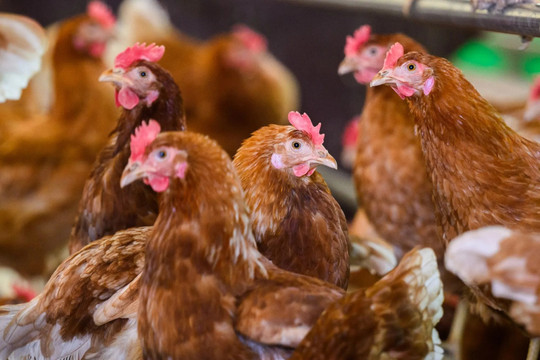Trung Quốc: Lĩnh án tù vì hù dọa làm chết 1.100 con gà nhà hàng xóm