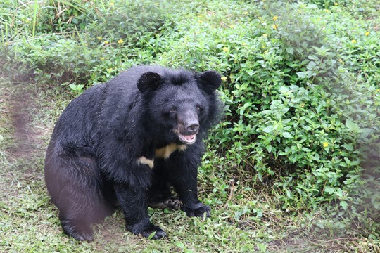 Ninh Bình phát triển loại hình du lịch gắn với bảo tồn loài gấu