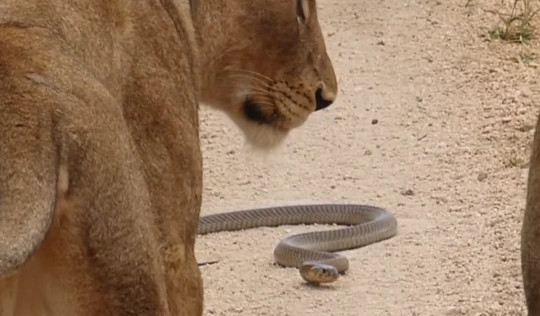 Cái kết bất ngờ của cuộc chạm trán giữa sư tử, thằn lằn và rắn hổ mang