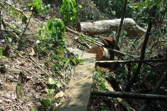 Hàng loạt cây gỗ lớn trong rừng tự nhiên, rừng phòng hộ bị đốn hạ