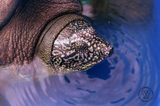 Cá thể rùa Hoàn Kiếm hiếm hoi còn sót lại vừa bị chết