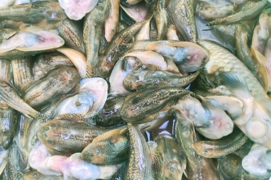 Vụ cá chết bất thường rải rác 4km mặt sông ở Quảng Nam: Nghi bị đầu độc