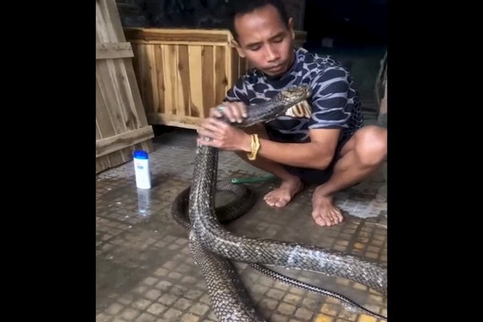 Clip người đàn ông tắm và đùa giỡn với rắn hổ chúa cỡ "khủng" gây tranh cãi