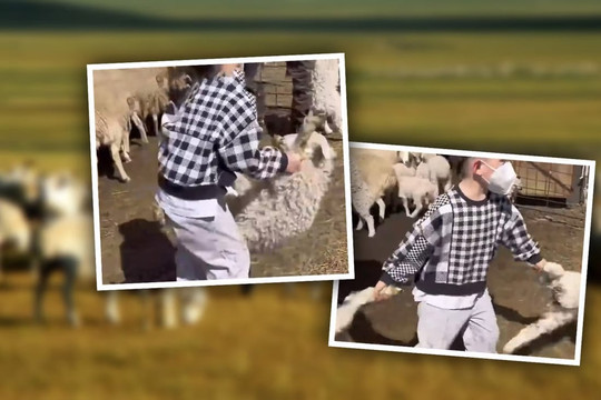 Cậu bé 5 tuổi nổi tiếng sau clip một tay bắt cừu thuần thục
