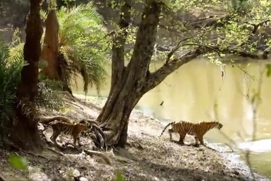 Hình ảnh động vật nổi bật: Hổ mẹ đe dọa, xua đuổi cá sấu để bảo vệ các con