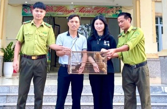 Dọn dẹp vườn, nữ sinh ở Hà Tĩnh bắt được cá thể cu li quý hiếm