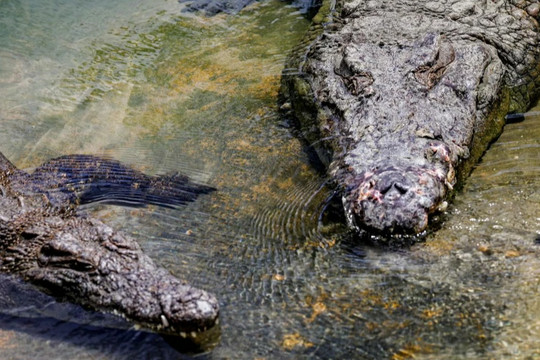 Tìm thấy phần thi thể người đàn ông mất tích trong bụng của 2 con cá sấu