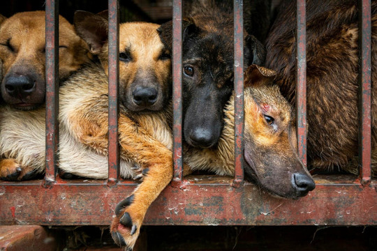 Góc nhìn thương tâm của nạn buôn bán chó tại Việt Nam