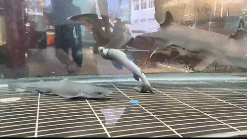 Clip: Cá mập đẻ 3 con trong bể kính nhà hàng Trung Quốc