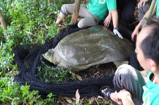 Lấy mẫu xét nghiệm tìm nguyên nhân rùa nặng gần 100kg chết ở hồ Đồng Mô