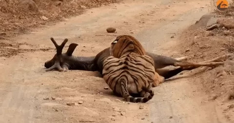 Hổ cái liều mạng trộm đồ ăn của hổ đực và cái kết