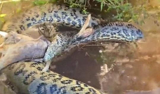 Trăn anaconda thiệt mạng vì ăn nhầm con mồi "khó xơi"