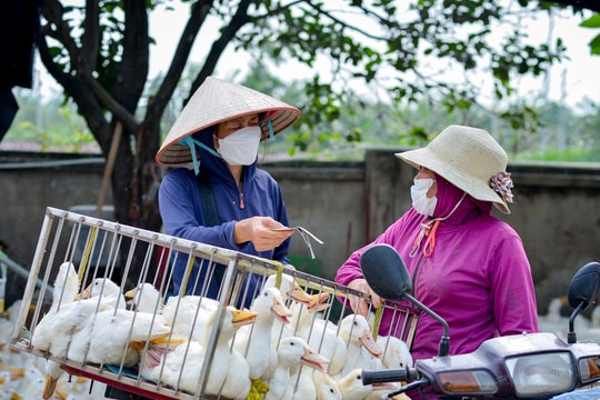 Nỗi buồn nông dân: Giá nông sản sụt giảm, nguyên liệu đầu vào tăng và neo cao