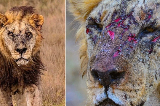 Sư tử đực hoang dã già nhất thế giới vừa bị con người giết chết