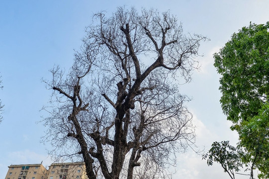 Hàng loạt cây có dấu hiệu chết khô, trụi lá ở Hà Nội