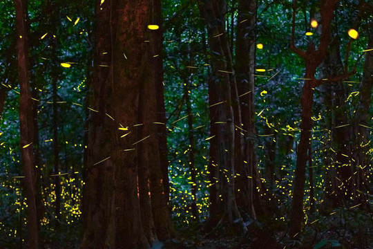 Giữa đêm, 'ngàn sao' sáng rực bỗng hiện ra ở rừng Cúc Phương