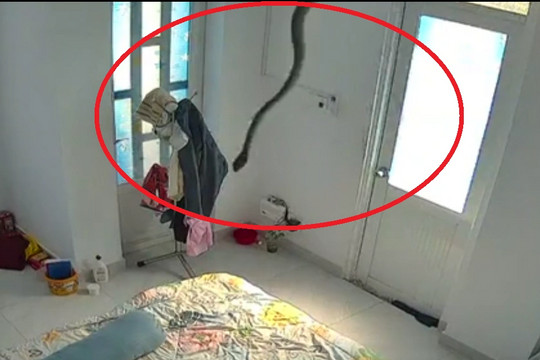 Clip rắn bất ngờ chui xuống từ trần nhà tại Việt Nam gây sốc cộng đồng mạng