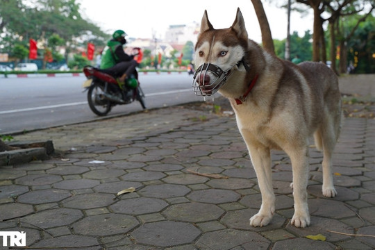 TPHCM chỉ đạo xử nghiêm việc không đeo rọ mõm chó khi đưa ra nơi công cộng
