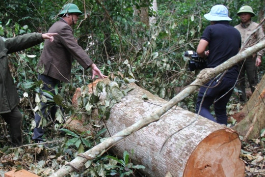 Cưa hạ cây rừng để hái lan ở Gia Lai, một đảng viên bị khai trừ