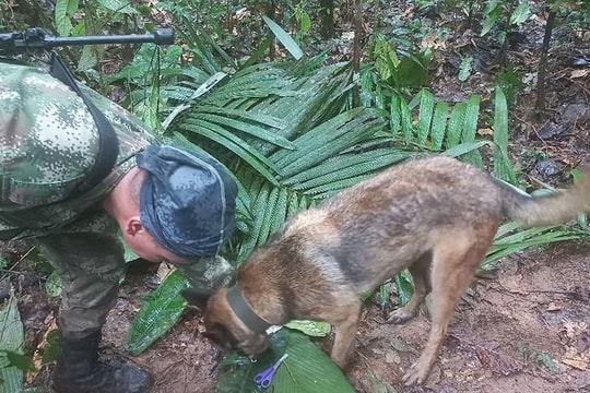 Phát hiện 4 trẻ em sống sót sau 2 tuần rơi máy bay giữa rừng Colombia