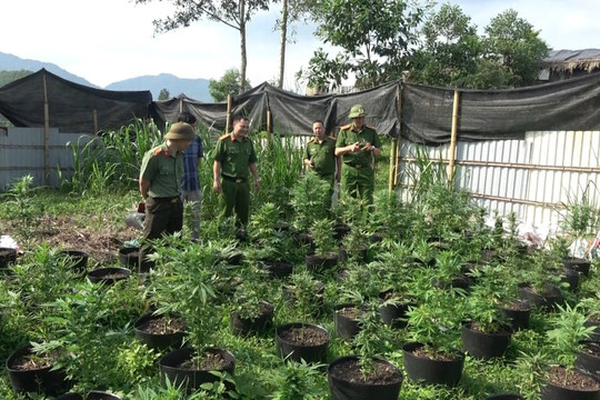 Phú Thọ: Triệt phá nhóm trồng gần 1000 cây cần sa trong lán trại