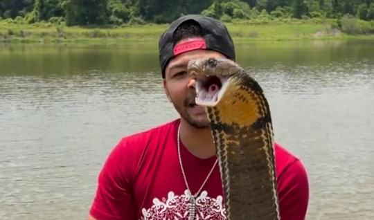 Hình ảnh động vật nổi bật: Người đàn ông đùa giỡn với rắn hổ chúa "khủng"