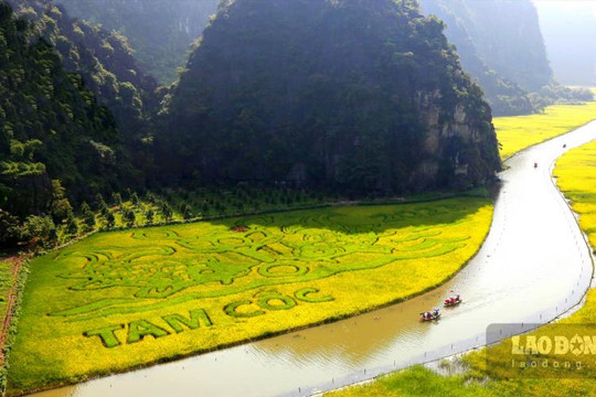 Hàng nghìn du khách ngồi thuyền ngắm đồng lúa như tranh vẽ ở Ninh Bình