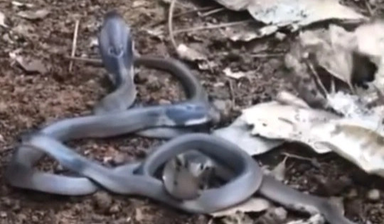 Hình ảnh động vật nổi bật: Đụng nhầm ổ rắn hổ mang khi hái nấm trong rừng