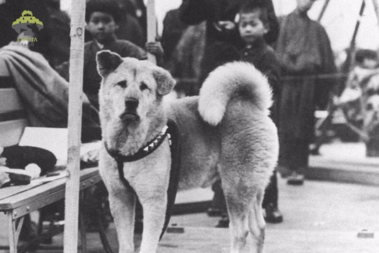 Chú chó Hachiko – huyền thoại trung thành của xứ sở Hoa Anh đào