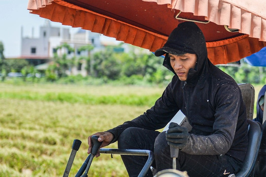 Hà Nội: Đội nắng gặt lúa thông trưa, chủ máy đút túi 5 triệu mỗi ngày