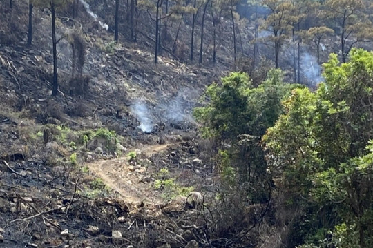 Hai người thiệt mạng do cháy rừng ở Quảng Ninh