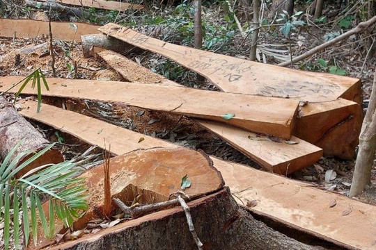 Lâm tặc cắt hạ 52 cây rừng, xẻ gỗ tại chỗ