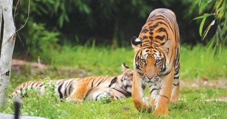Nghi vấn xuất hiện 2 con hổ ở Sơn La