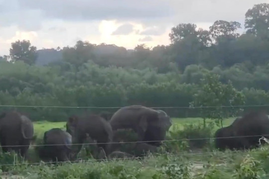 Đàn voi rừng xuất hiện bên hàng rào điện ở Đồng Nai