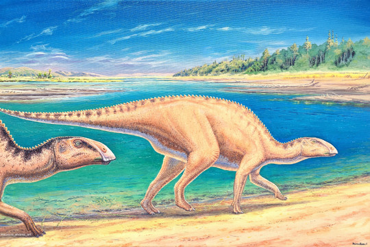 Chile: Phát hiện hóa thạch 72 triệu năm của khủng long mỏ vịt