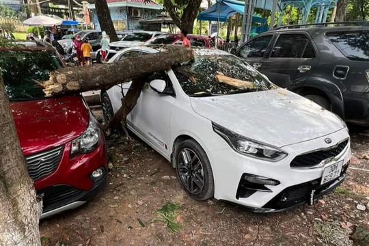 Cành cây khô rơi trúng hai ô tô đỗ trong công viên Thủ Lệ