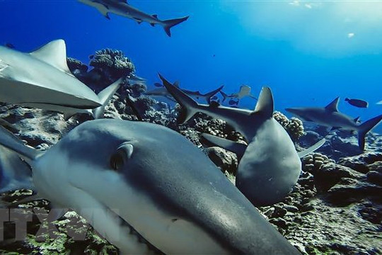 Phát hiện nguy cơ cá mập sống tại các rạn san hô bị tuyệt chủng