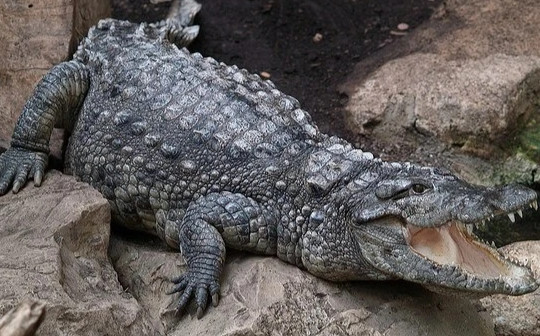 Dân làng vây bắt, trút giận lên con cá sấu cắn chết thiếu niên 14 tuổi