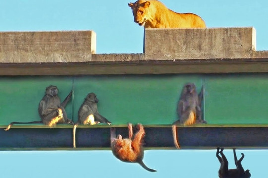 Khỉ đầu chó ẩn nấp dưới gầm cầu để né tránh sư tử như phim hành động