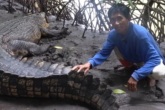 "Tình bạn" kỳ lạ của một ngư dân và con cá sấu dài 4 mét