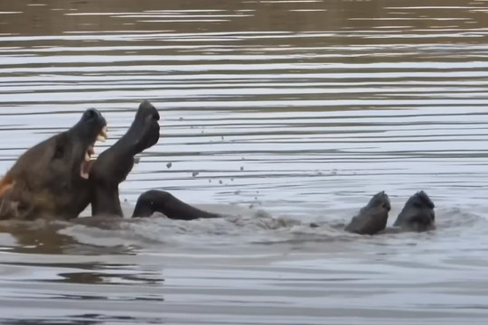 Video linh cẩu bơi ngửa khiến cộng đồng mạng phát sốt
