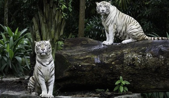 Thực tế đen tối và bi kịch của những con hổ trắng