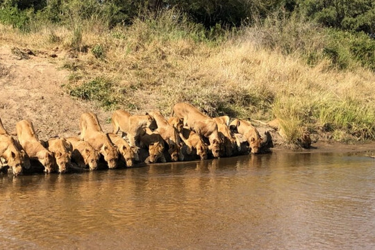 Cảnh tượng hiếm gặp: 20 con sư tử cùng nhau uống nước dưới bờ sông