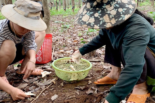 Nấm 'nhà giàu' mọc trắng vườn, nông dân đi dạo vài vòng đã thu về 3 triệu